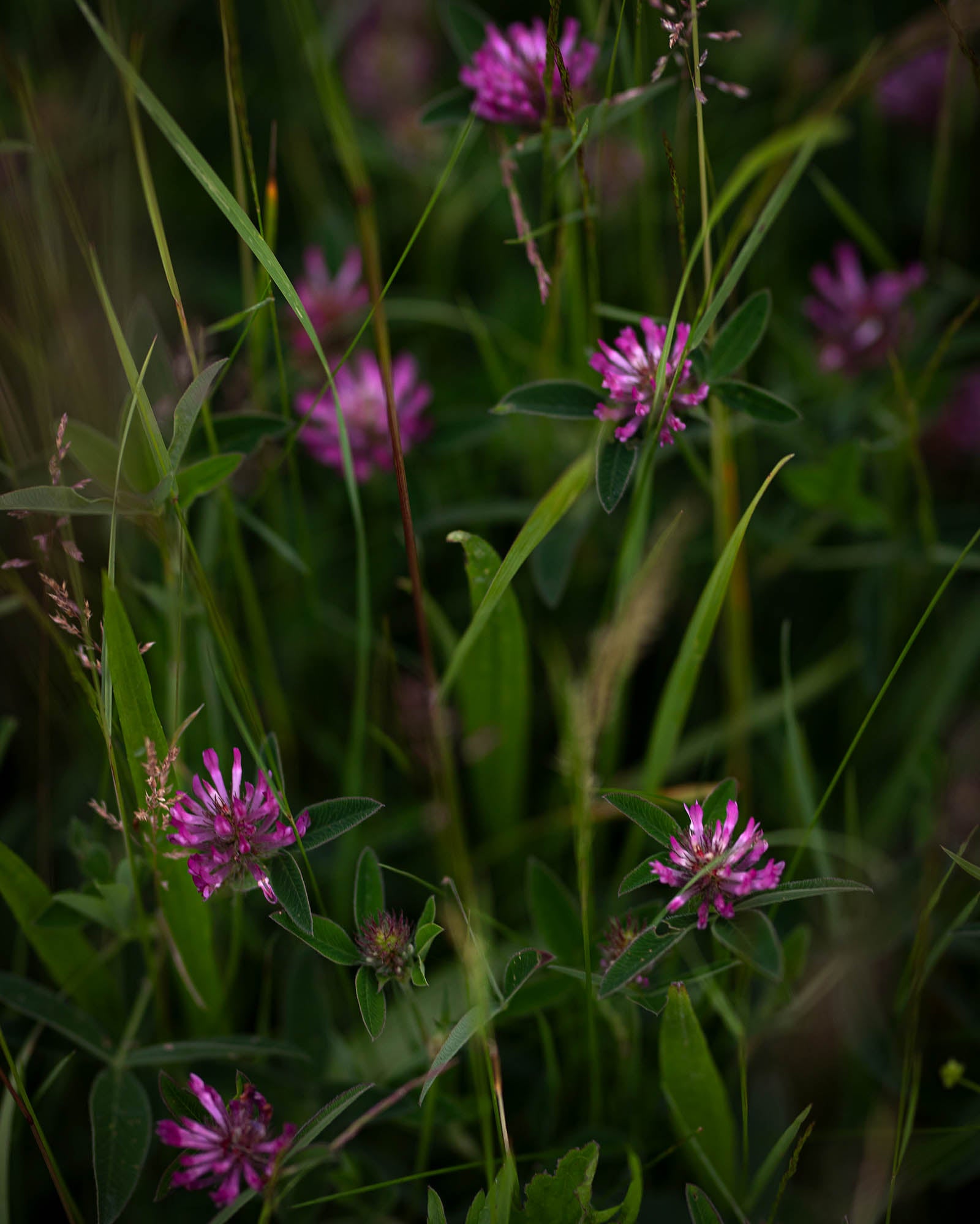 angsblommor.jpg