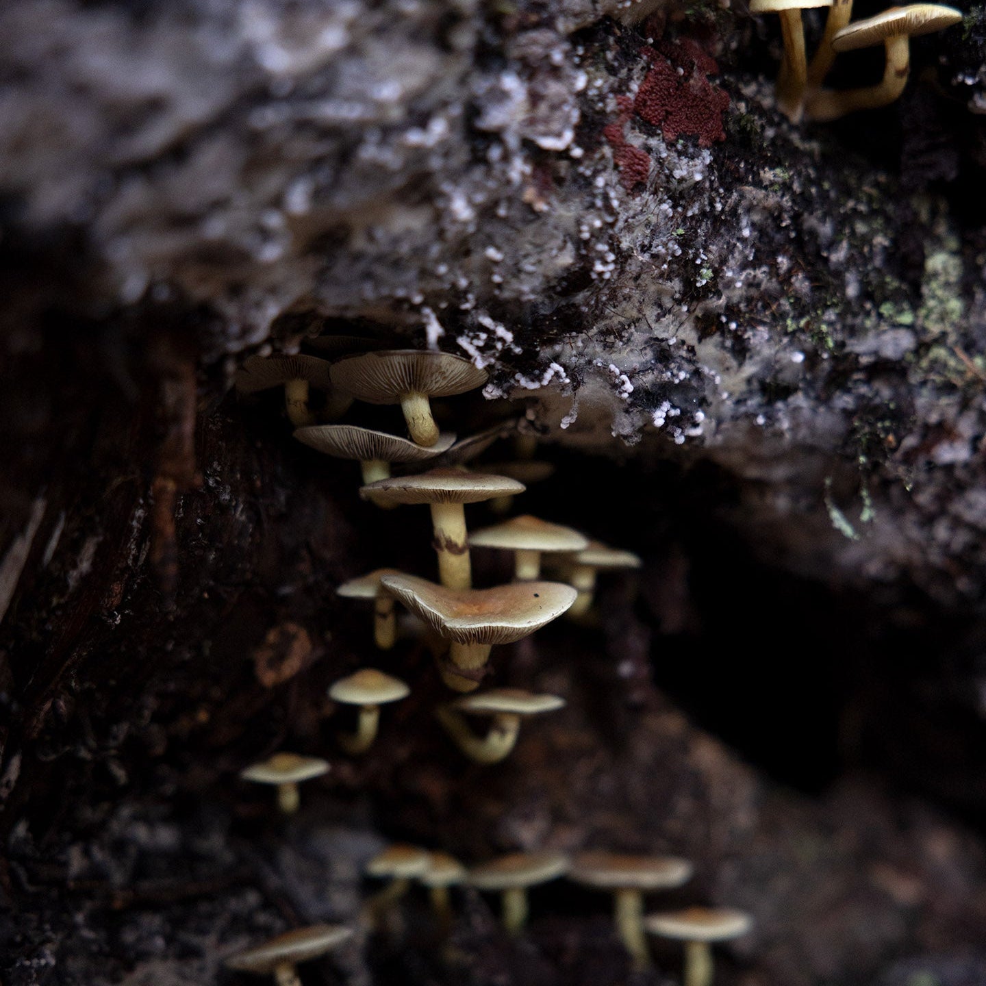 Holiday-Gift-Ideas Märta Måås-Fjetterström